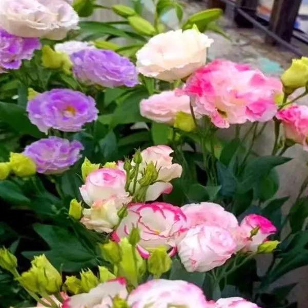 重瓣洋桔梗花种子四季播种开花易活花卉种孑庭院室外花种