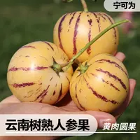 【宁可为】云南人参果3斤/5斤 单果80-120g