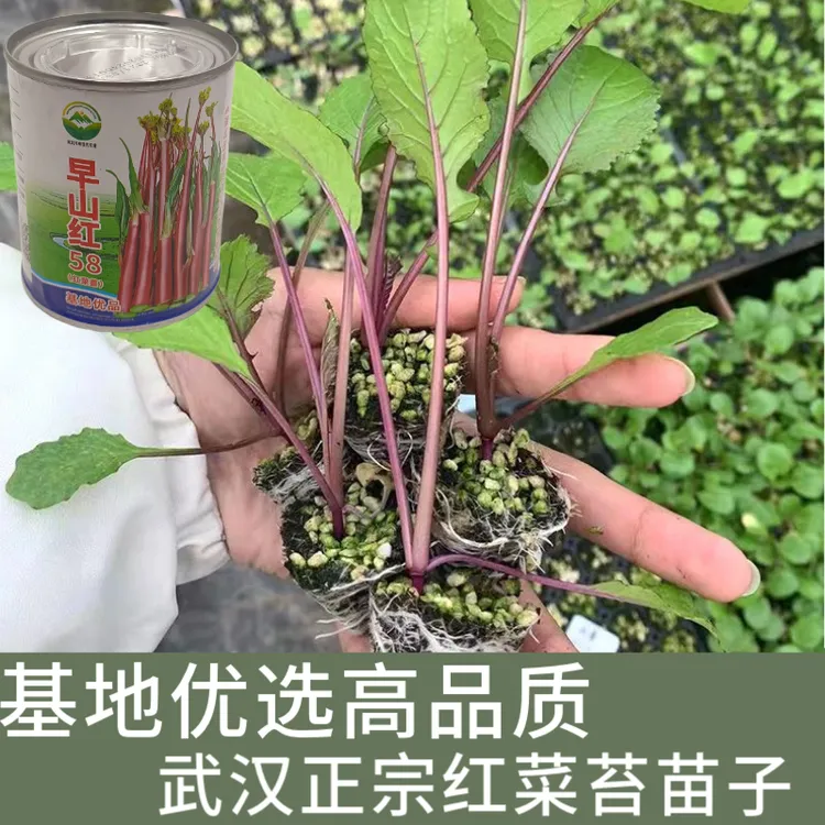 武汉洪山区正宗红菜苔苗子 高品质基地优选早熟种早山红100棵起卖