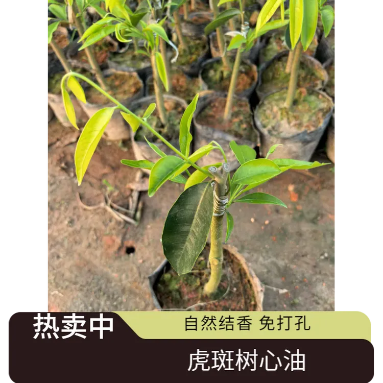 产地直发正品虎斑树心油2号品种奇楠沉香小苗自然结香新品包邮