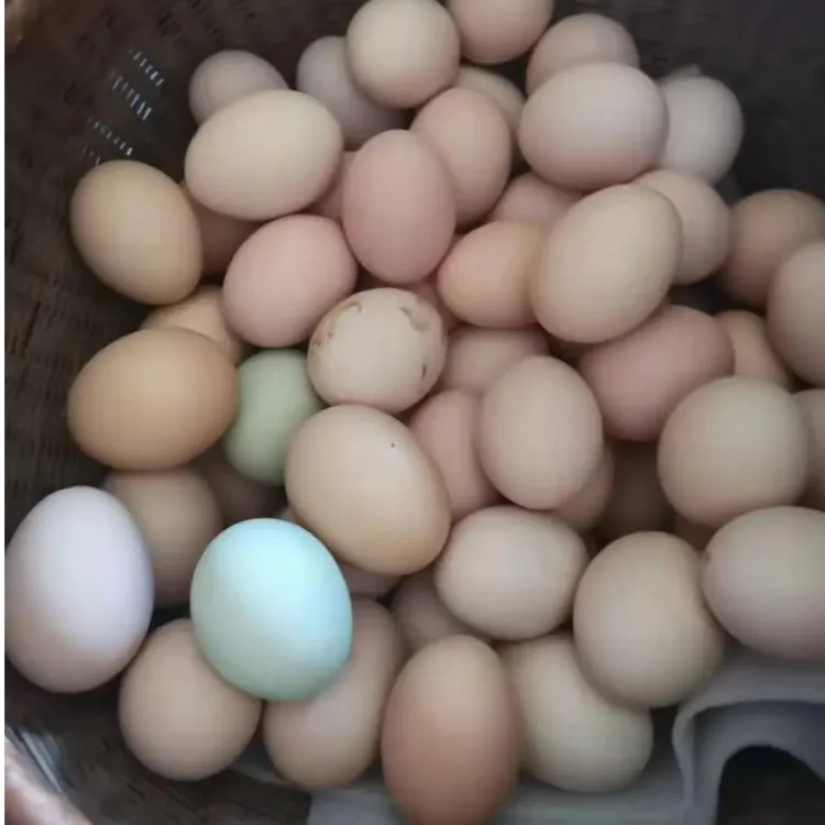 土鸡蛋  湖北广水农家散养土鸡蛋现捡现发
