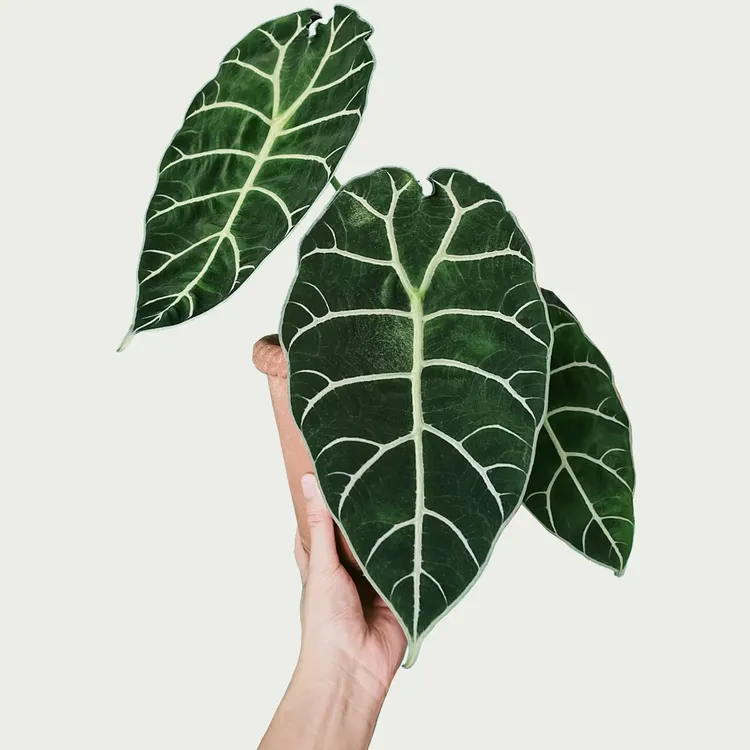沃森海芋箭叶海芋热植室内绿植物