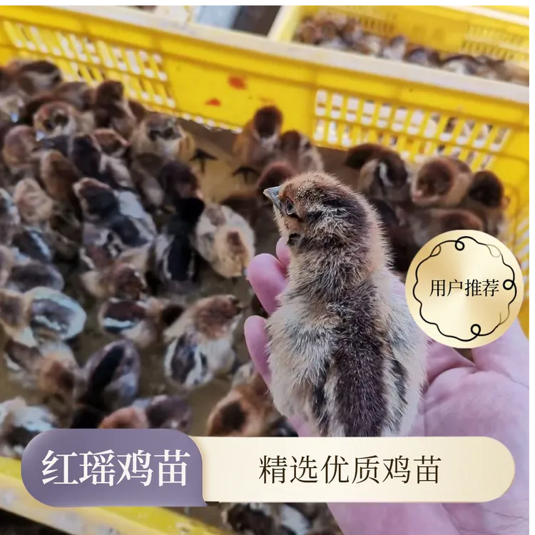红瑶鸡苗青腿黑脚鸡土鸡活体3个月下单散养可爱健康宠物纯种土鸡