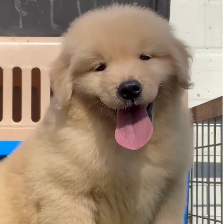 可爱小型犬狗狗宠物活体幼犬