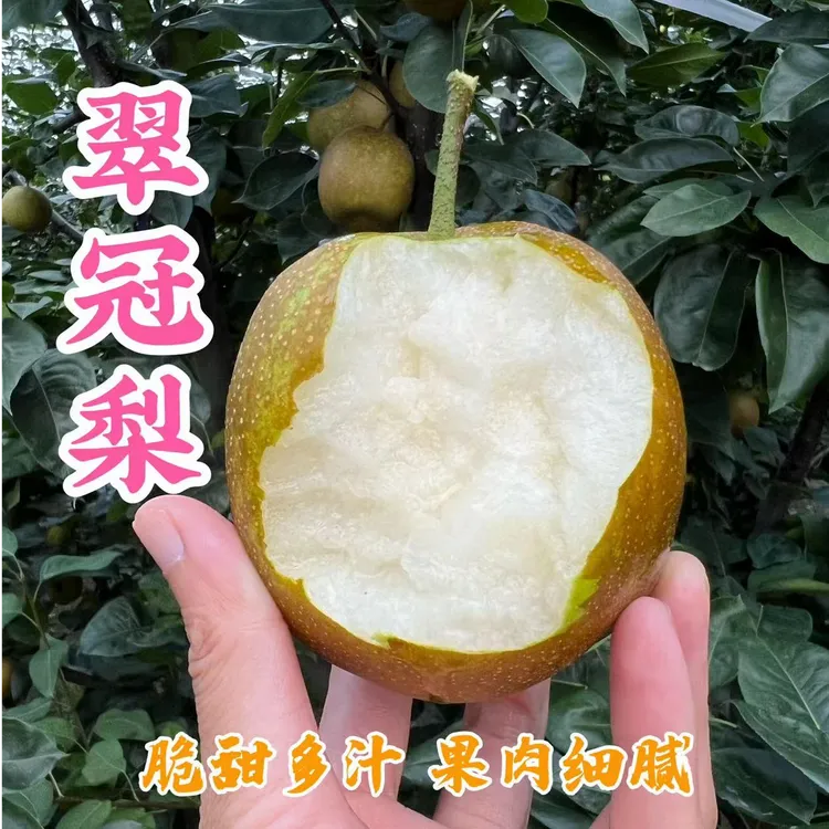 【顺丰包邮】湖北应季水果翠冠梨脆甜多汁果肉细腻现摘现发新鲜5斤