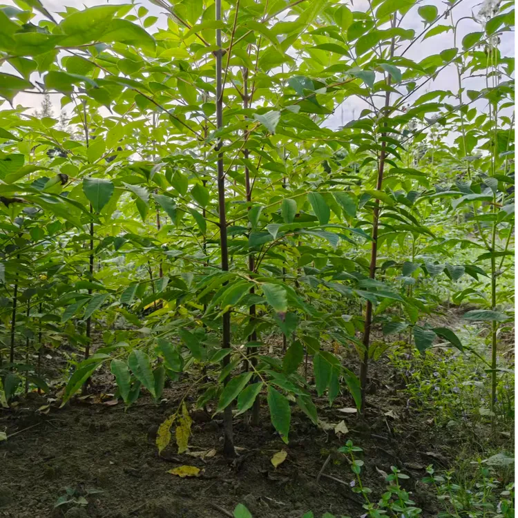 川黄柏大叶厚皮 黄柏树苗