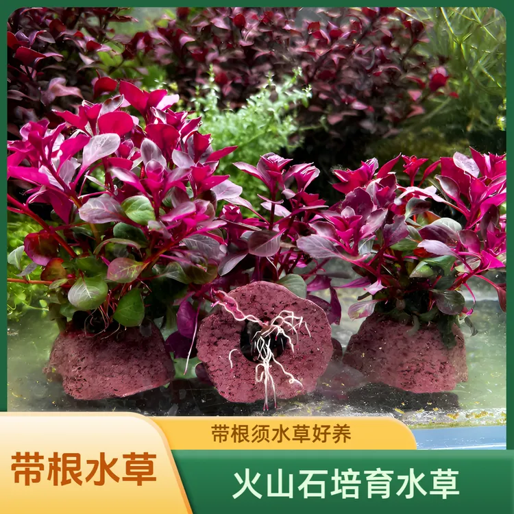 红丁香水草紫红丁香鱼缸造景植物真草阴性净水增氧火山石鱼缸水草商品图
