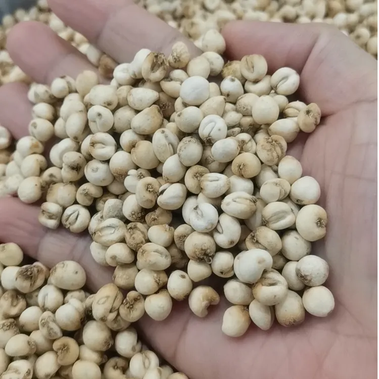 【正品】高山贝母采挖山货贝母泡水炖汤煮水吃