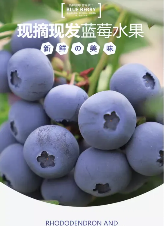 花香蓝莓15-18脆甜新鲜天然头茬大果顺丰售后无忧精品现摘现发
