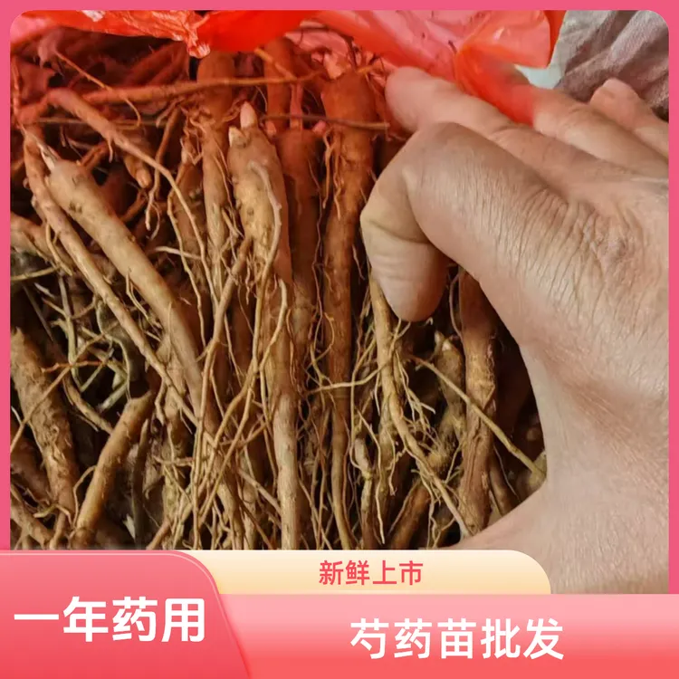 赤芍苗芍药苗卓越品质快递发货下单速速发货的