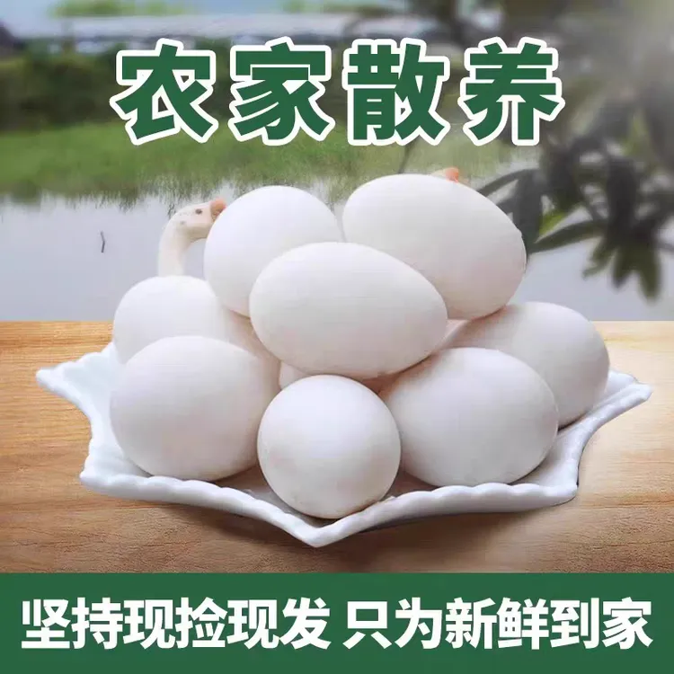 现捡现发新鲜发货农家林下散养土大白鹅新鲜发货现捡现发