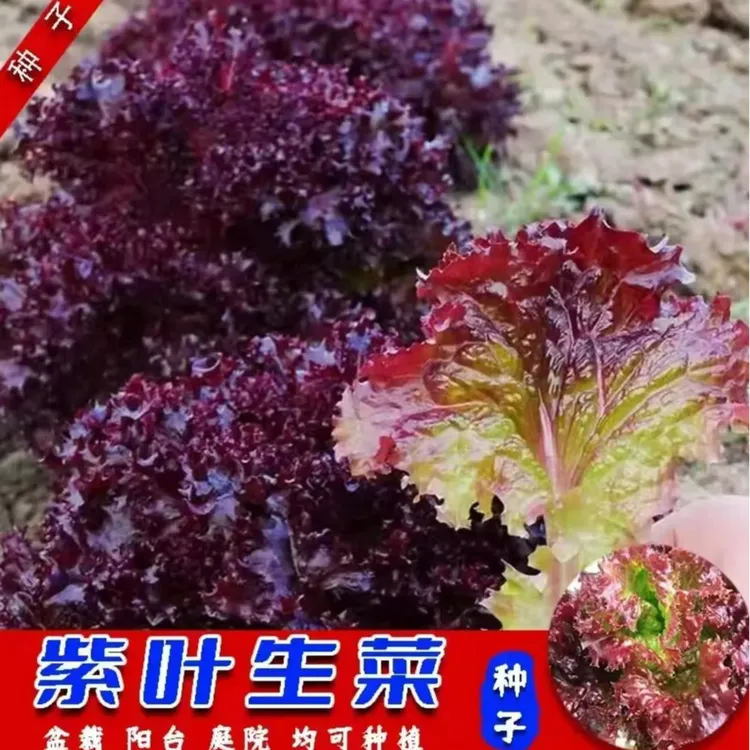 【三包起】紫叶生菜种子四季阳台盆栽庭院小院可口可涮可拌可炒