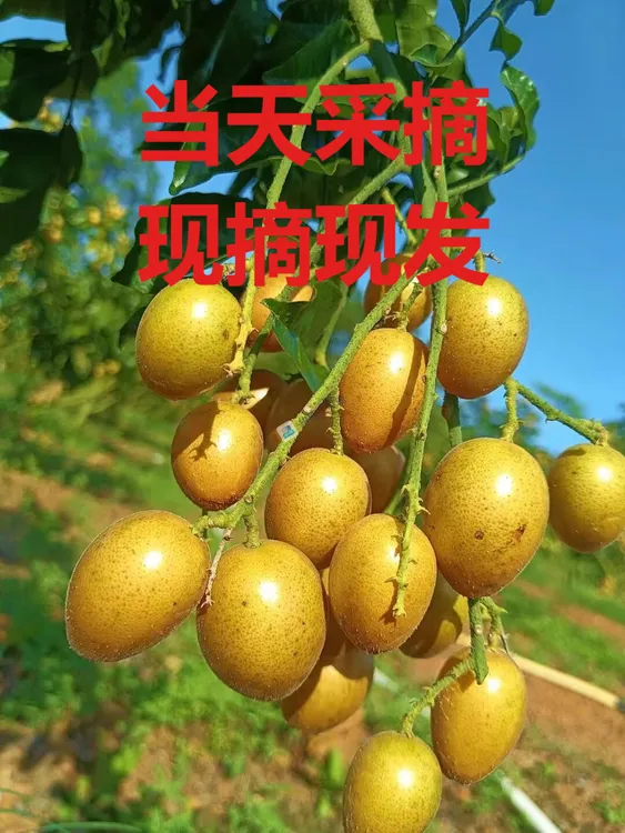 广西鸡心黄皮冰糖黄皮当季水果孕妇水果酸甜适中5/6斤包邮