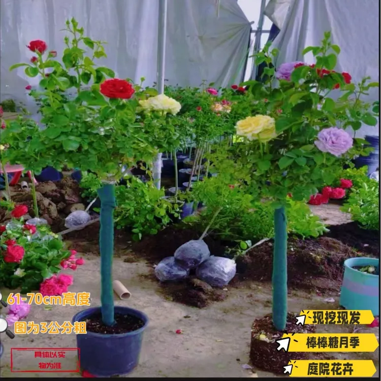 棒棒糖月季树苗庭院盆栽阳台花园绿植独杆月季花苗嫁接耐寒植物商品图