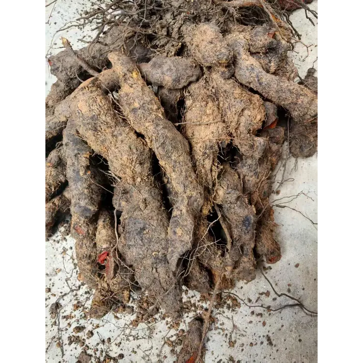 福建[南岩老王]深山采挖新鲜薯莨食用鸡血莲血母250~500g