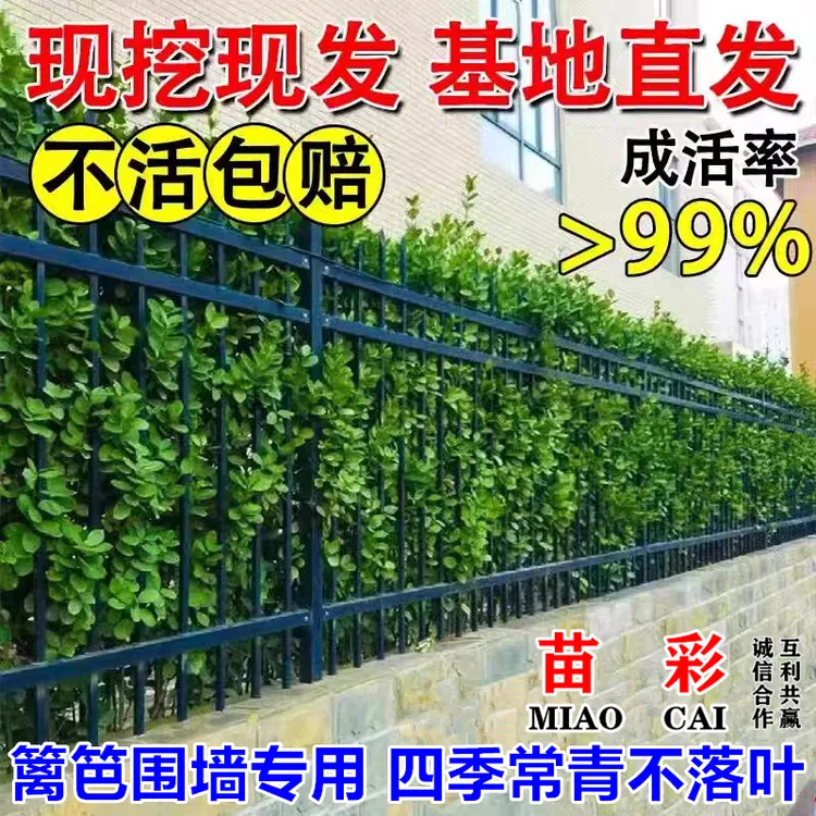 北海道黄杨冬青苗大叶篱笆植物庭院围墙围栏绿篱四季常青耐寒树苗