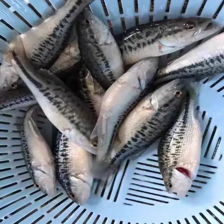 鲈鱼苗优质大口鱼苗好养路亚养殖冷水淡水加州黑鲈凶猛耐活鲈鱼
