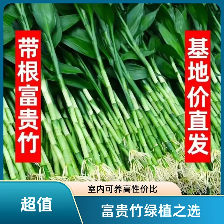 【新品｜带根更好养】带根富贵竹水培土培花卉绿植节节高升好养净化
