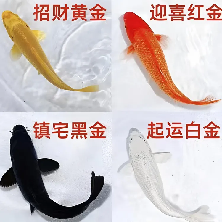 黑白红黄锦鲤活体冷水观赏鱼好养耐活