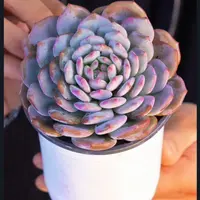 零花钱多肉 盆栽星星橙  多肉植物