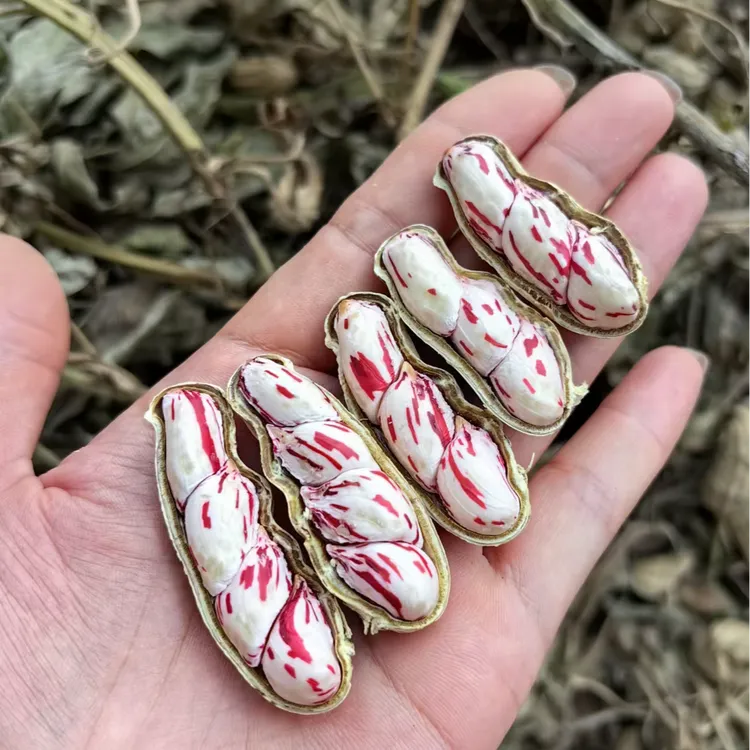 云南农家自种新鲜七彩水果花生现挖现发 2斤/5斤/9斤