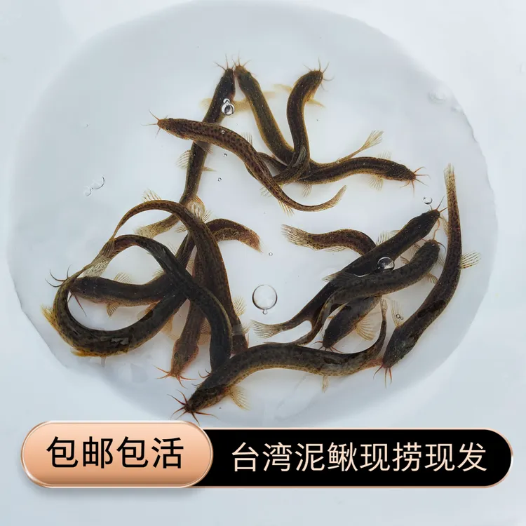 鲜活台湾泥鳅可喂宠养殖放生喂鱼喂龟路亚海钓