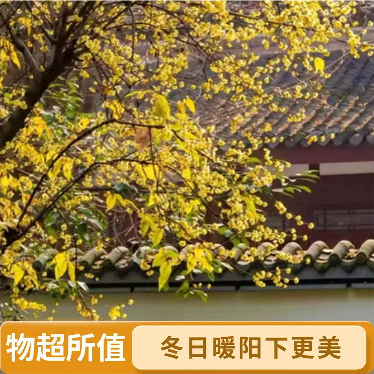 腊梅树苗原生腊梅盆栽地栽冬天开花庭园风景树绿植花卉