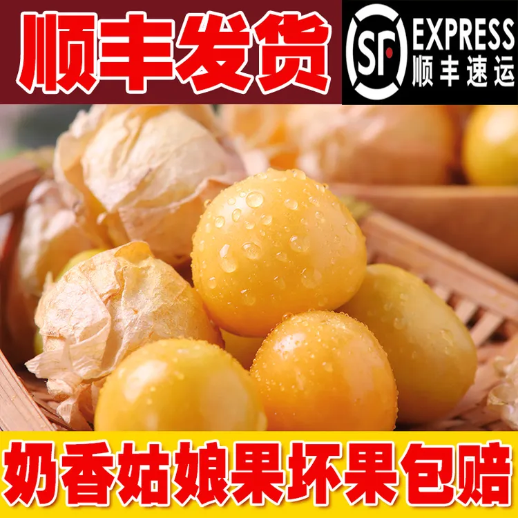 现摘东北菇娘果东北姑娘果新鲜菇娘儿花姑娘灯笼果菇凉果黄姑娘