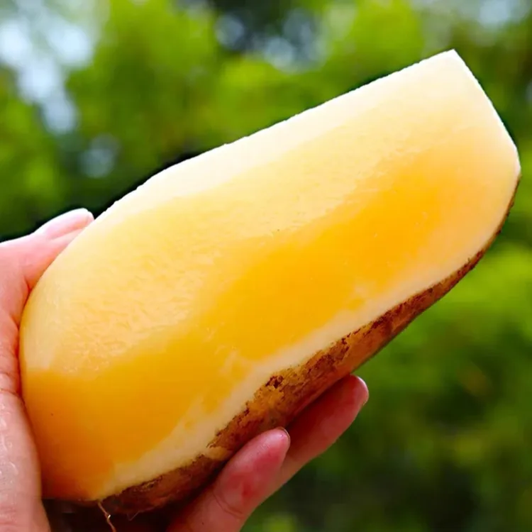 云南天山雪莲果应季新鲜水果黄心清甜脆爽多汁现挖现发场地直发