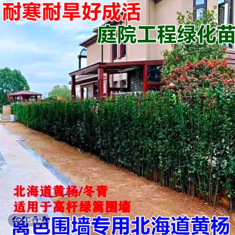 北海道黄杨冬青苗大叶篱笆植物庭院围墙围栏绿篱四季常青耐寒树苗