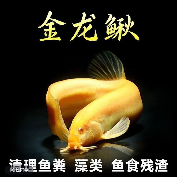 观赏鳅 宠物鳅 冷水 淡水 深水可养 黄金鳅清理鱼粪藻类 水族用品