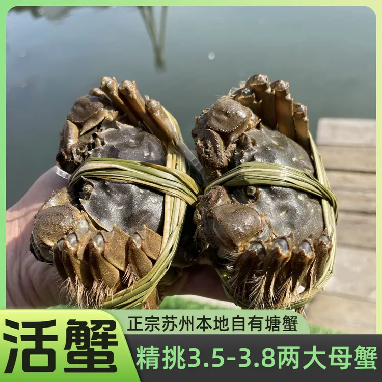 精品【活蟹】大母蟹3.5-3.8两大闸蟹10只/8只/6只 正宗苏州本地塘蟹