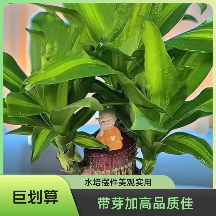 幸运木【加高带芽】巴西木特大号室内水培植物盆栽格鲁特摆件幸运树