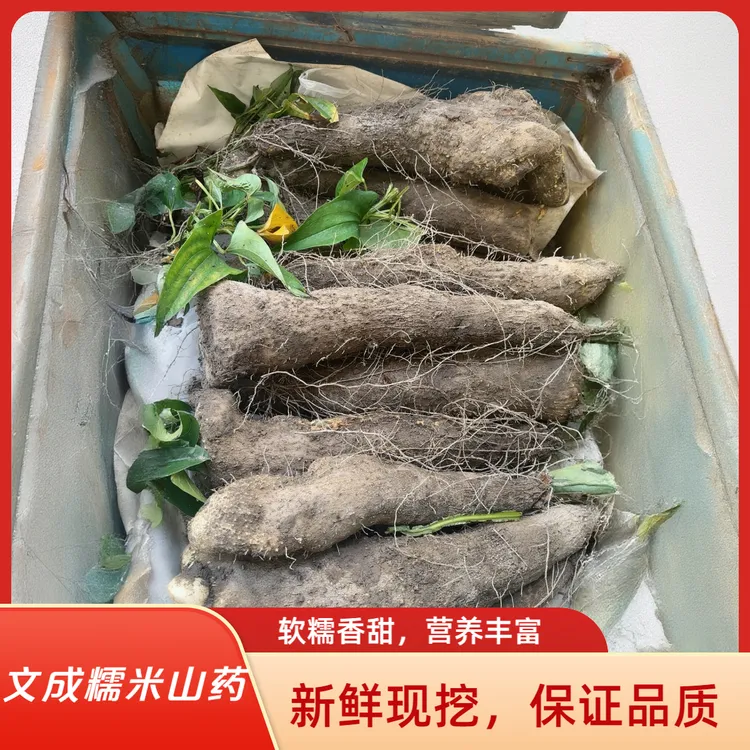 【精灵专属】文成特产正宗糯米山药高山早熟包糯新鲜现挖包邮直达