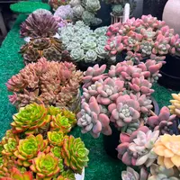 【集合链接10】黄大锤多肉阳台露台植物栽种养护