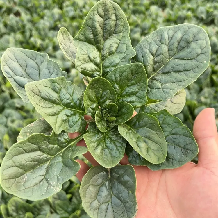 河南露天红根矮杆种植趴地小菠菜不涩口3斤5斤