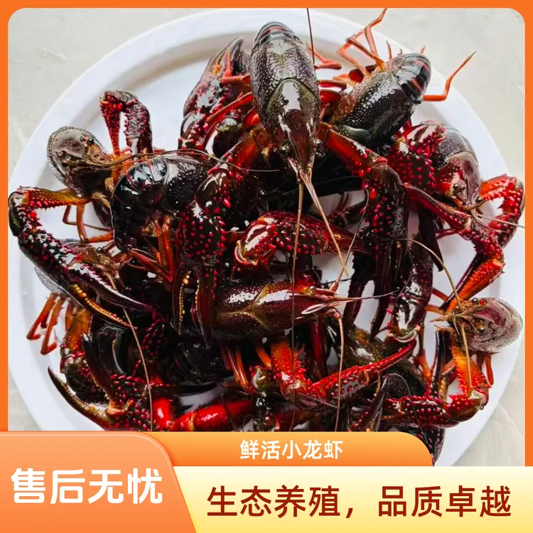 虾子地精选统货小龙虾3斤装单只规格20到30克顺丰包邮小龙虾鲜活