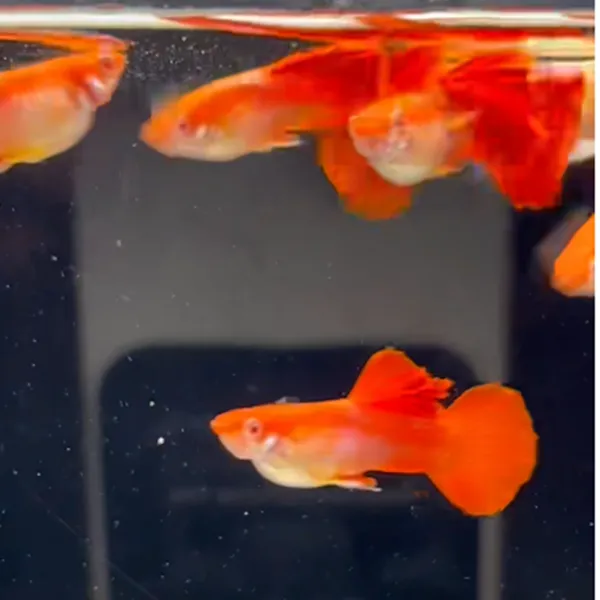 折扇白子小型热带观赏鱼孔雀鱼皮实好养适合新手精品鱼