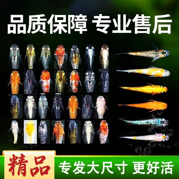 观背青鳉混搭迷你观赏鱼冷水鱼不加温度不打氧好养