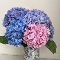 不选色绣球  全场任意两单以上包邮