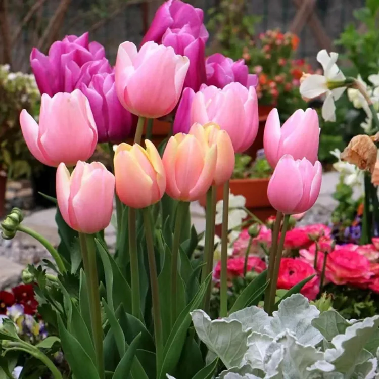 进口郁金香种球带芽可水培土培5度球四季开花室内外好养耐寒盆栽