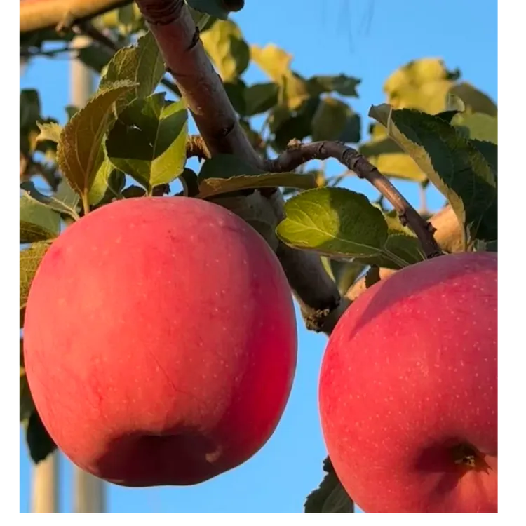 【甘肃静宁红富士】苹果红富士苹果正宗7斤12个装
