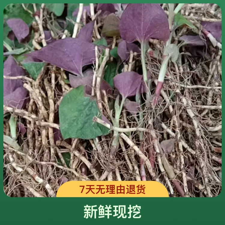 贵州新鲜现挖本地红叶折耳根鱼腥草猫耳根节节根农家猴儿菜凉拌菜