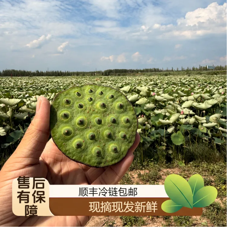 现摘现发新鲜莲蓬鱼米之乡鱼台特产微山湖新鲜莲蓬子莲米煲汤煮粥