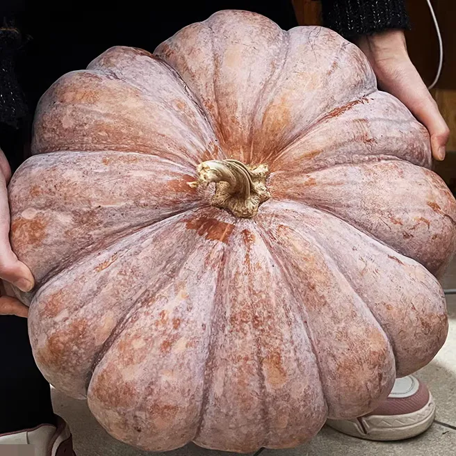 老品种磨盘南瓜种子甜面南瓜籽种子春播阳台盆栽小院种植蔬菜种子