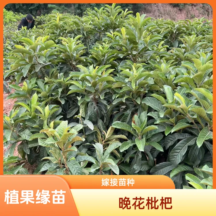植果缘晚花枇杷苗，营养杯嫁接苗，不包活，介意的勿拍枇杷树苗
