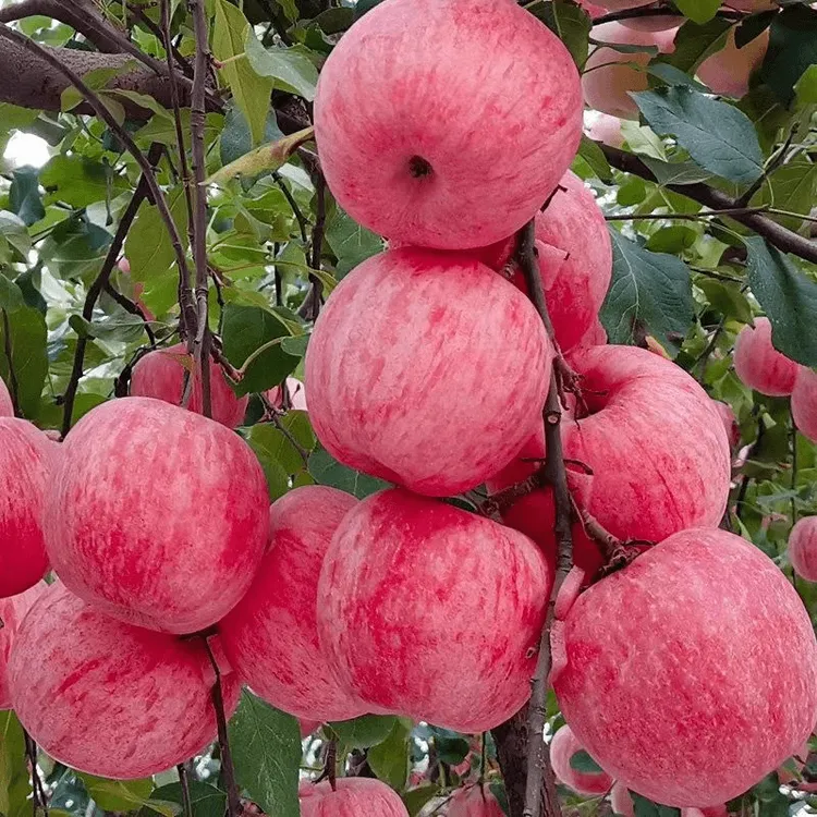 冰糖心苹果树苗嫁接红富士苹果苗南北方种庭院矮化果树苗当年结果