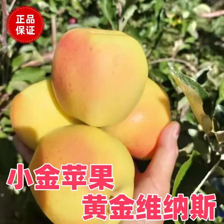 四川阿坝小金维纳斯黄金苹果川西高原生态水果脆甜多汁新鲜采摘