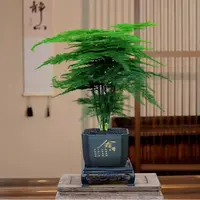 【福利价】舍得文竹盆栽室内植物办公室客厅桌面禅意绿植四季常青