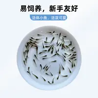 活麦穗鱼小鱼苗六可作龙鱼蝾螈角蛙乌龟活食饲料鱼